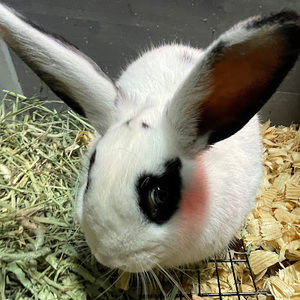 Meet your Posher, Ava